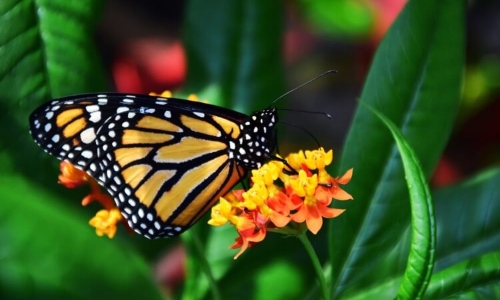 Monarchs Make a Stop at Botanica
