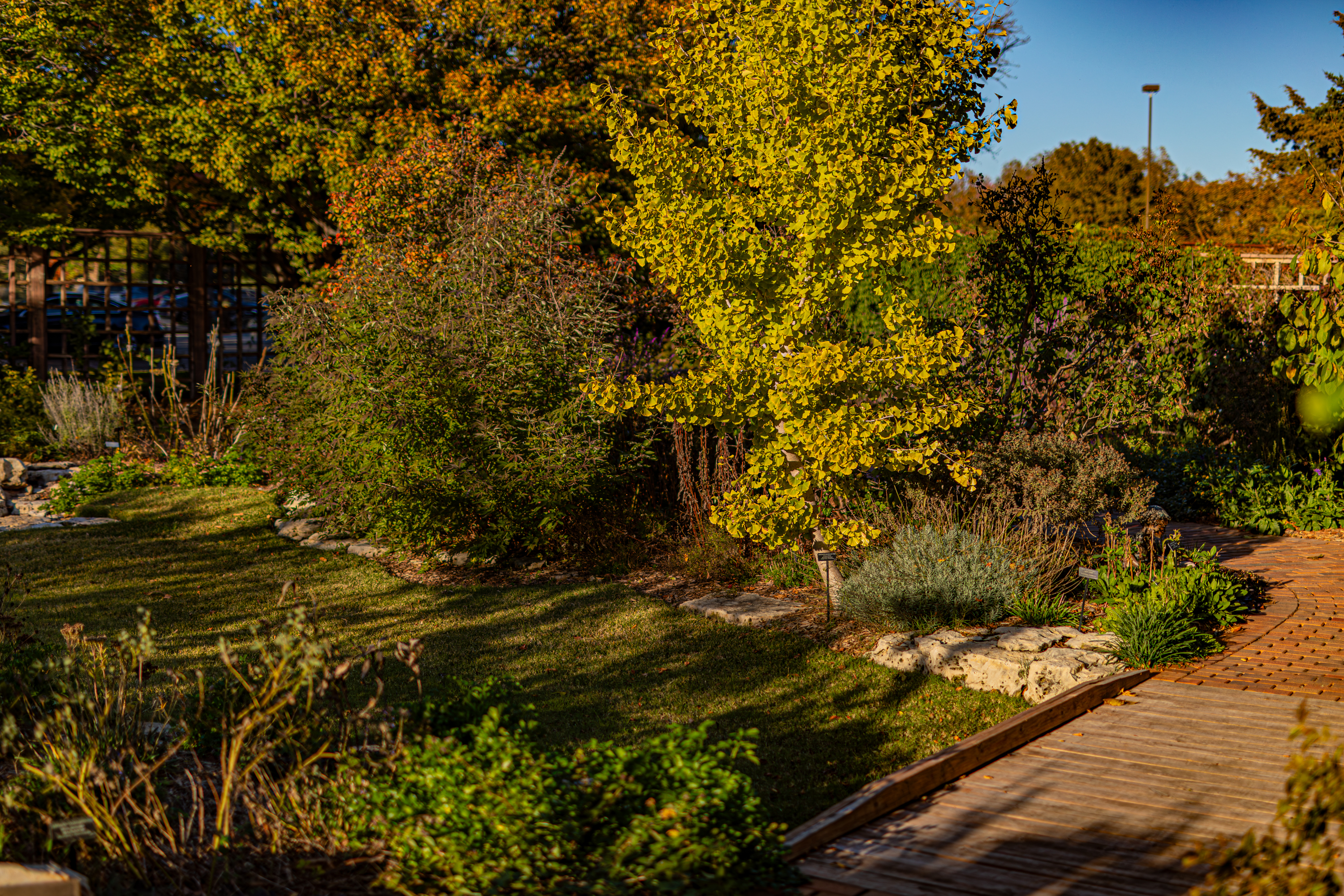 BOT fall foliage 110525-12